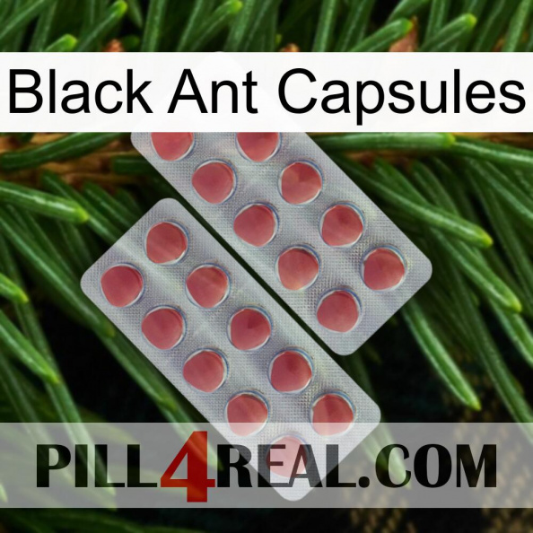 Black Ant Capsules 19.jpg